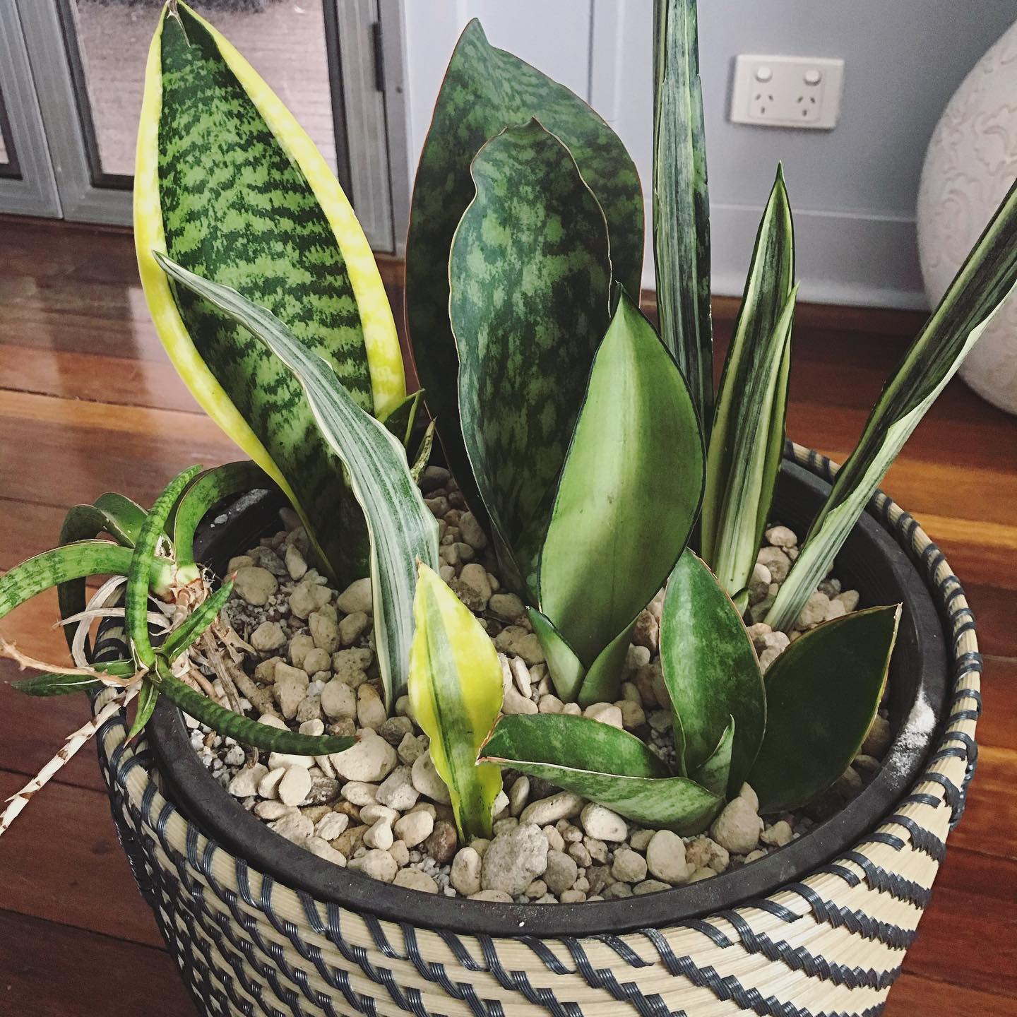 Top 40 Most Popular Types Of Sansevieria Pictorial Guide