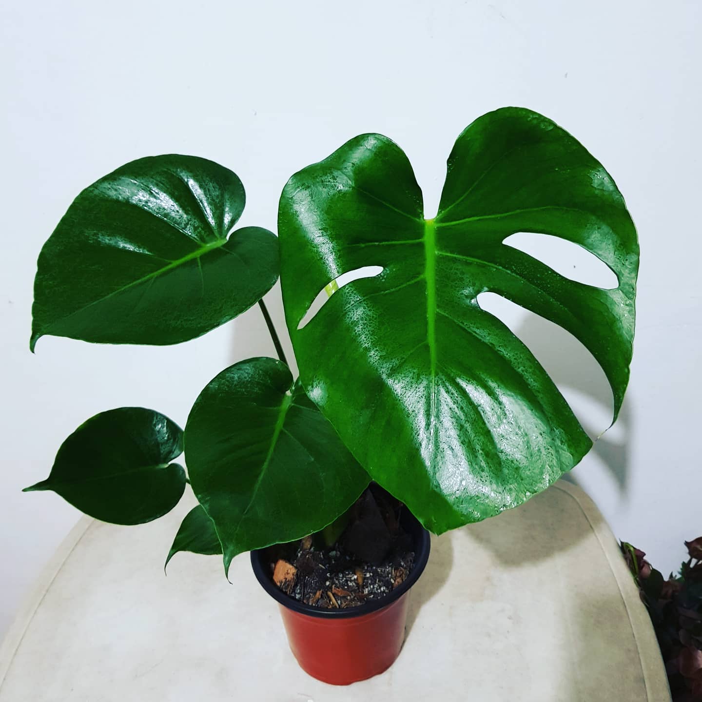 Top 20 Most Popular Types Of Monstera Pictorial Guide