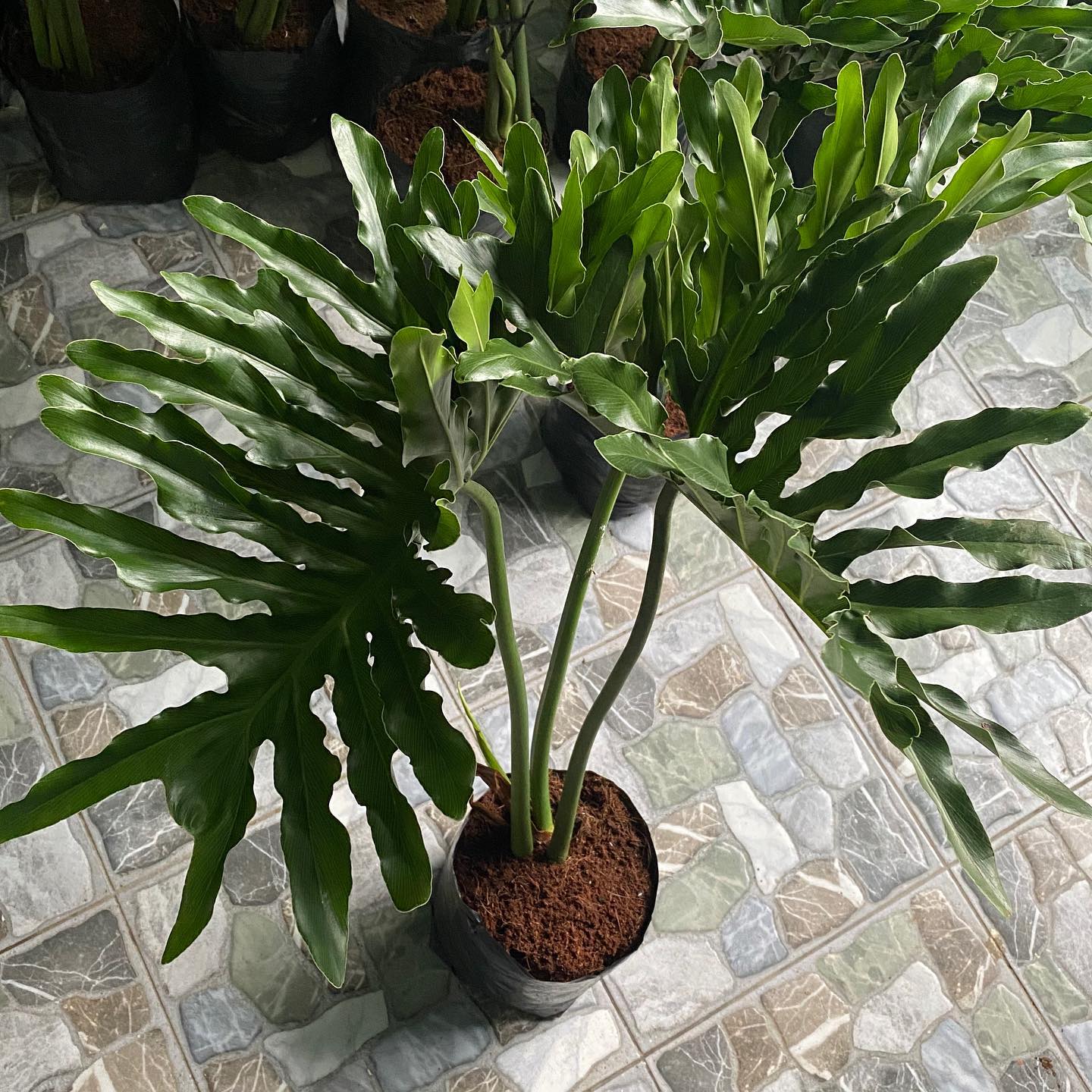 Top 40 Most Popular Types Of Philodendron Pictorial Guide