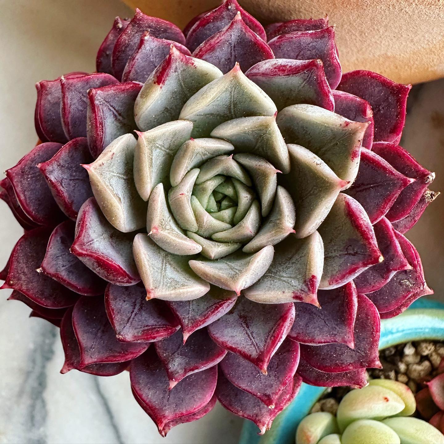 Top 40 Most Popular Types Of Echeveria Pictorial Guide
