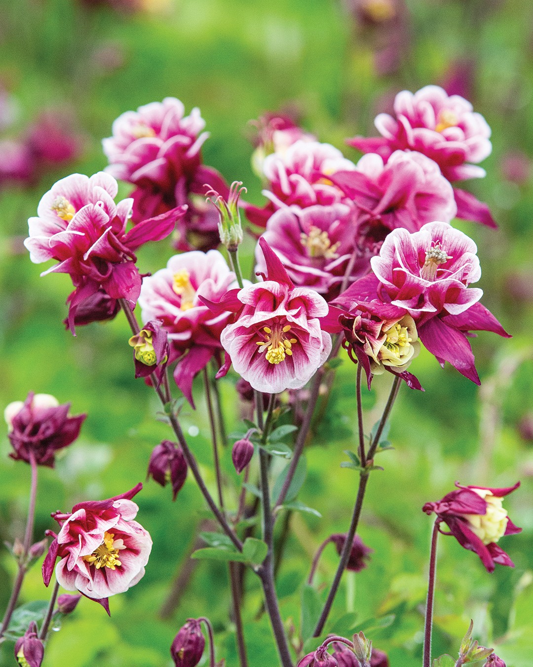 Top 40 Most Popular Types Of Aquilegia Pictorial Guide