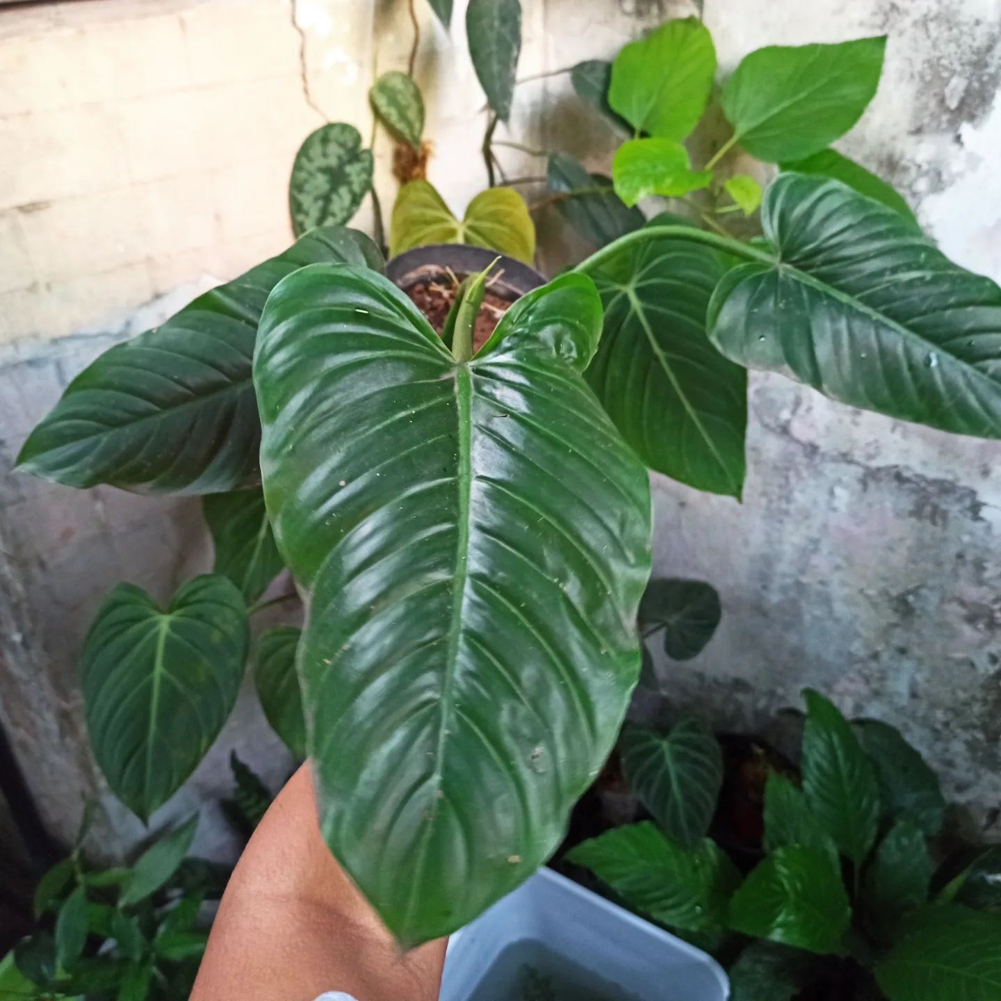 Top 10 Interesting Facts About Philodendron