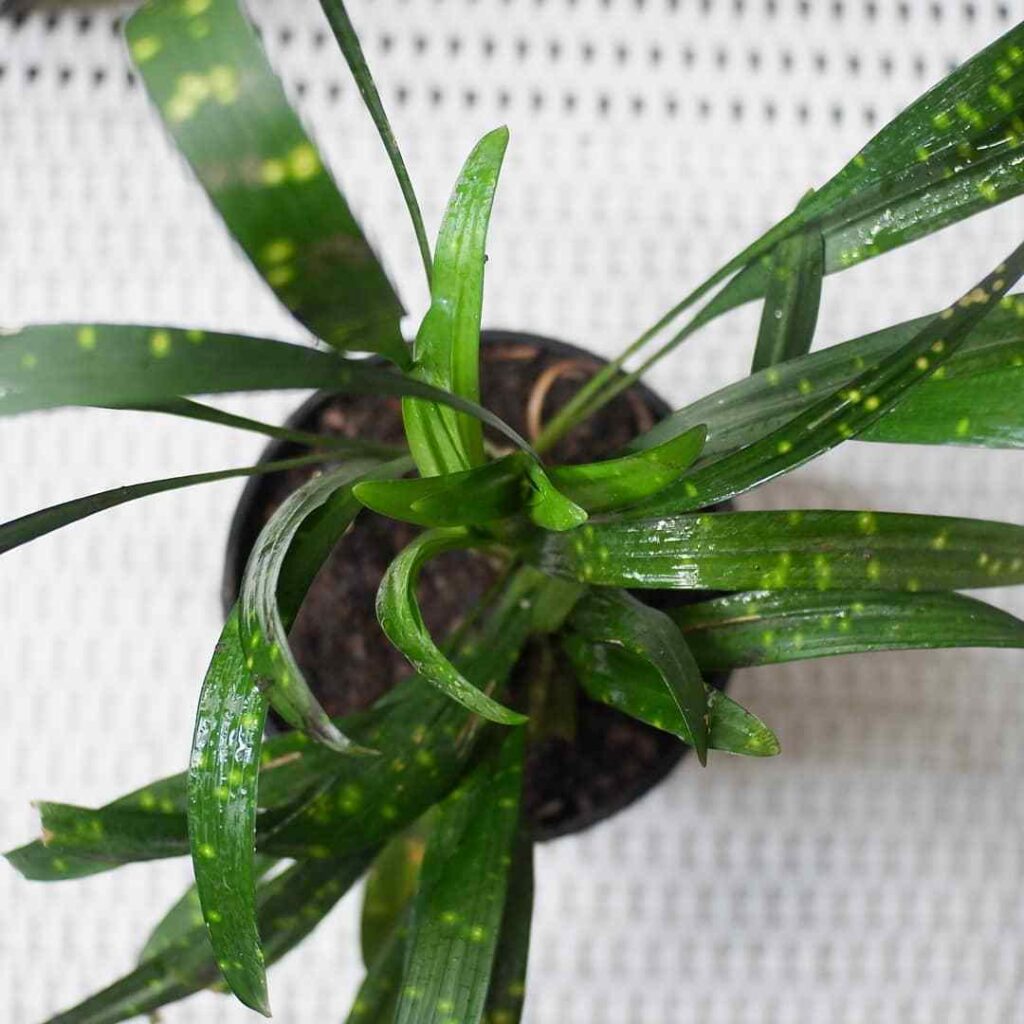 How To Grow And Care For Aspidistra