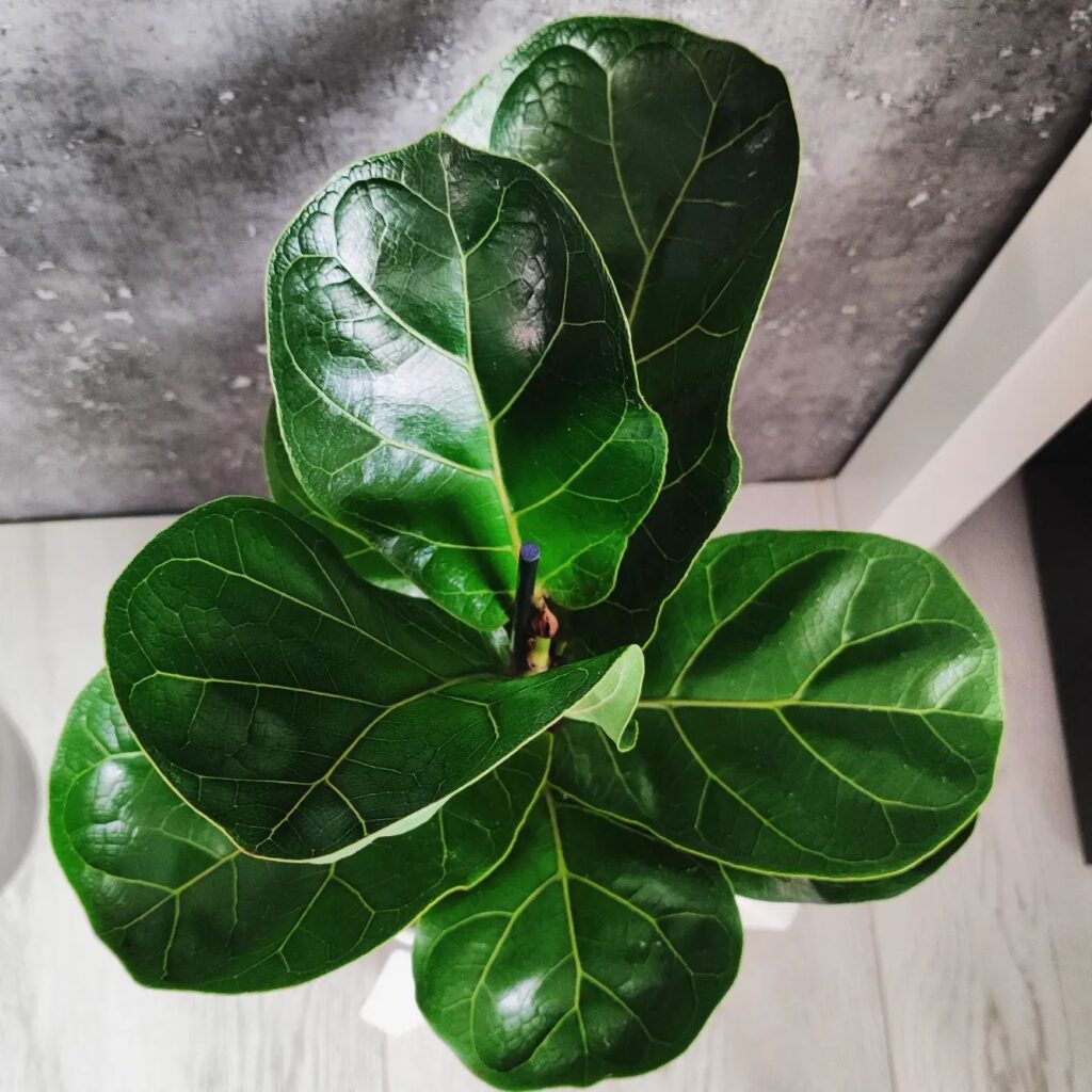 How To Care For Your Fiddle Leaf Fig: Tips And Tricks For This Popular Plant