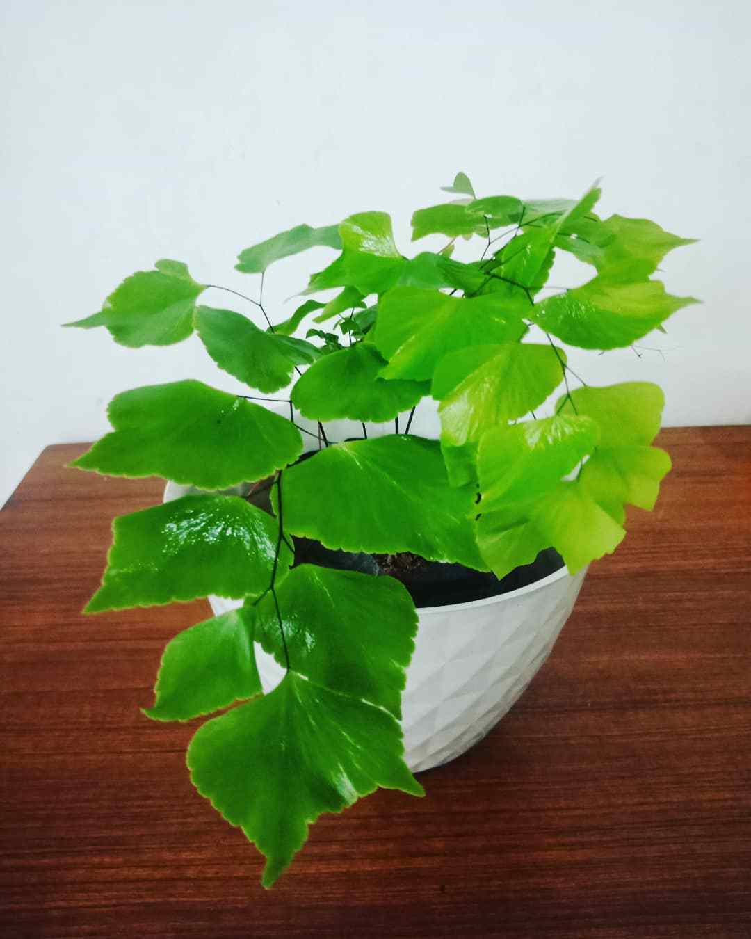 Top 10 Interesting Facts About Adiantum Fern