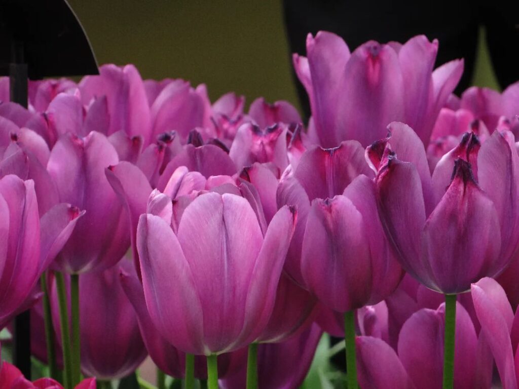How To Propagate Tulipa