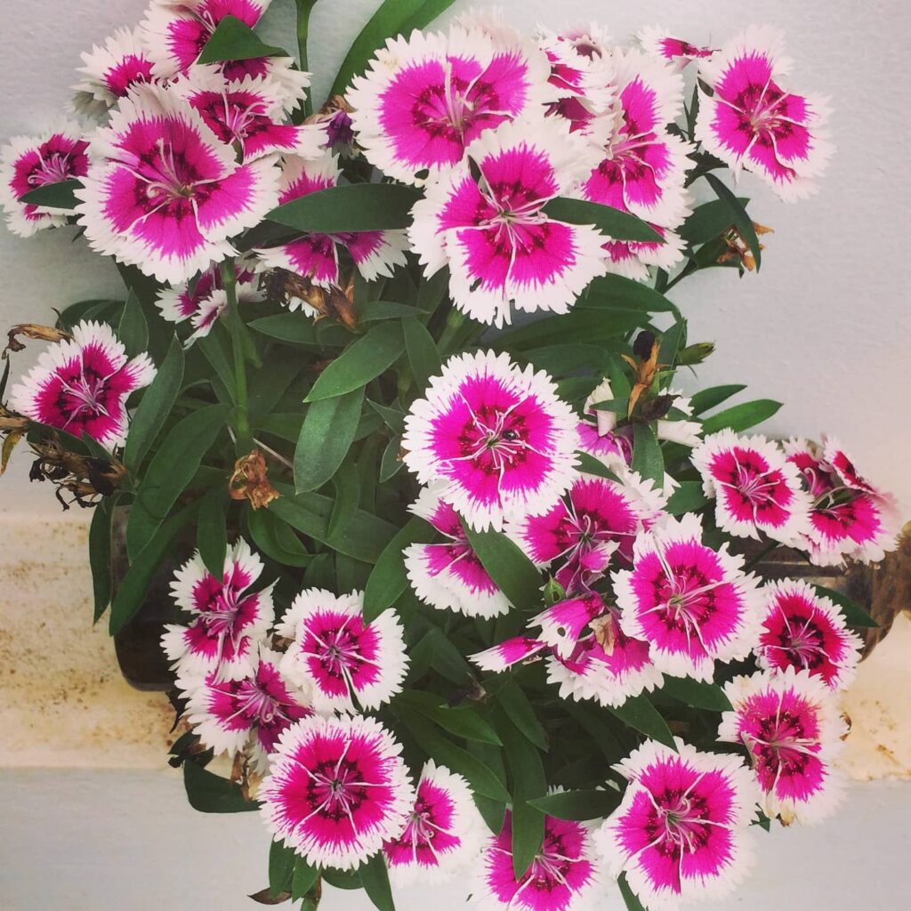 How To Propagate Dianthus