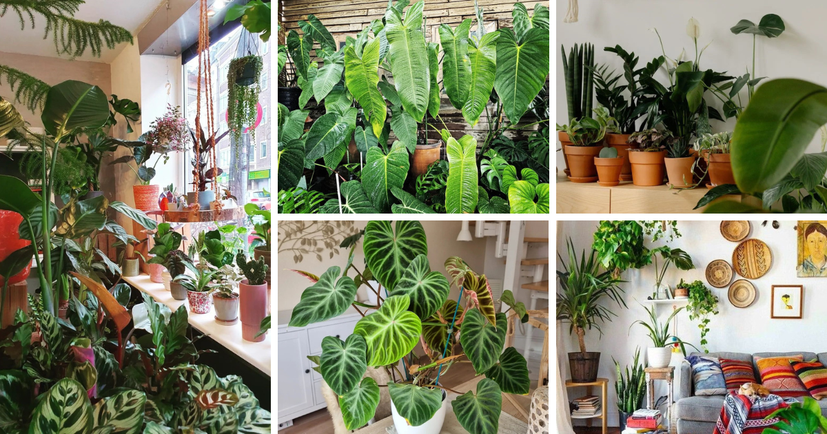 10 Surprising Benefits Of Indoor Plants You Never Knew