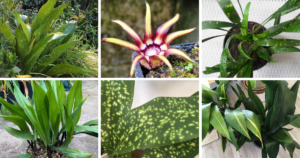 10 Types Of Aspidistra Pictorial Guide