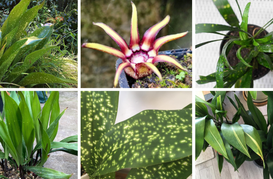 10 Types Of Aspidistra Pictorial Guide