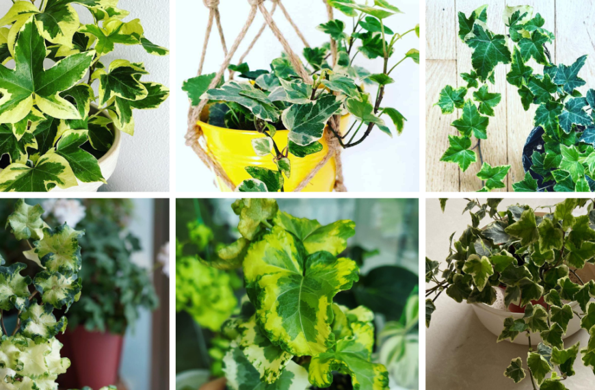 10 Types Of Hedera (Ivy) Pictorial Guide