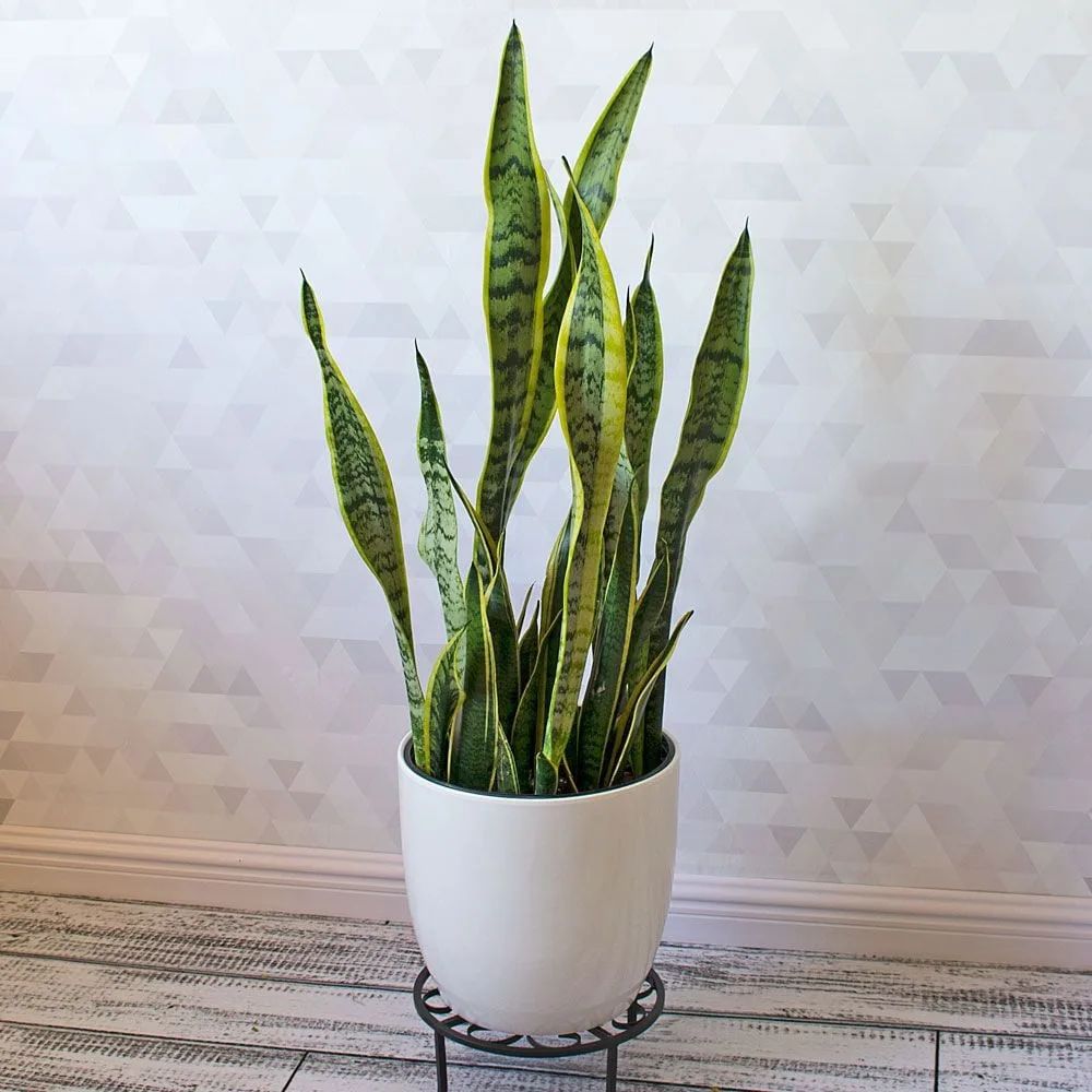 Why Indoor Plants Are Great For Your Home Decor