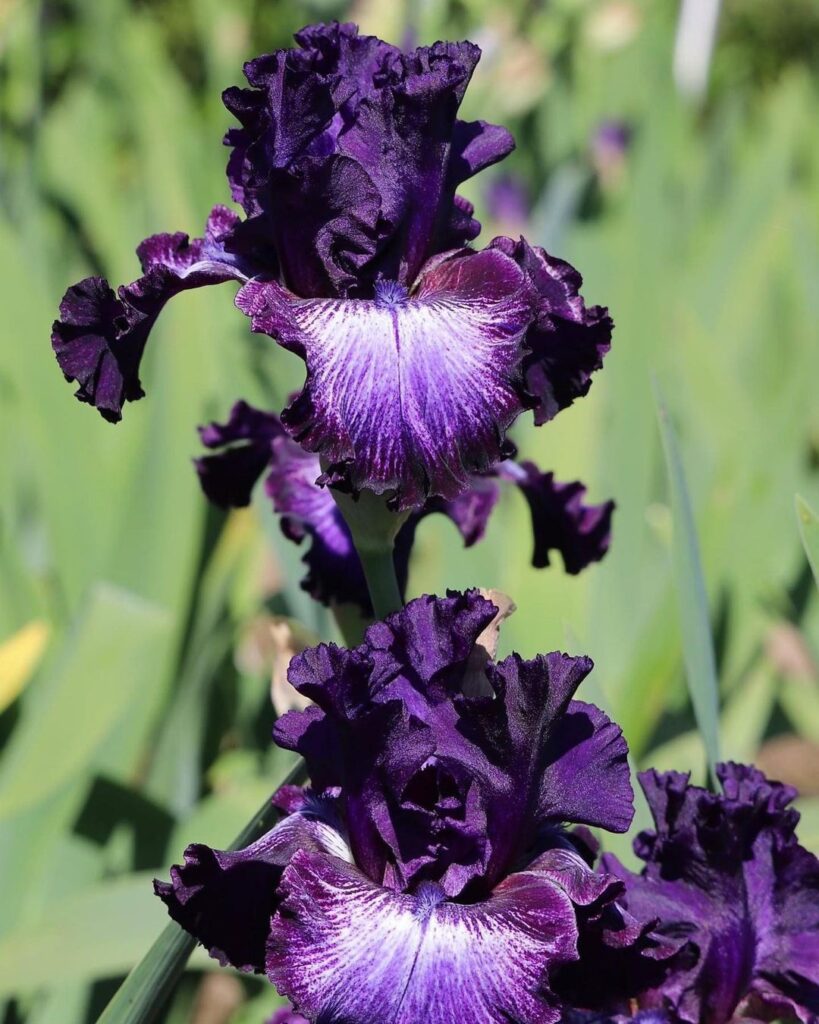 Top 20 Most Popular Types Of Iris Pictorial Guide