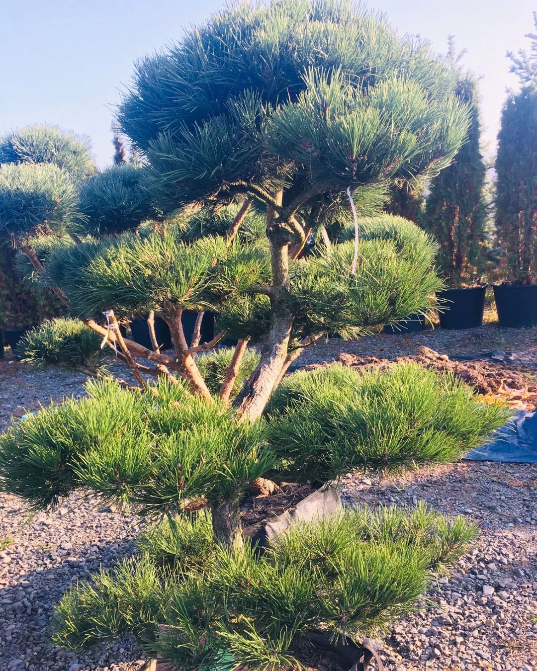 Top 30 Most Popular Types Of Juniperus Pictorial Guide