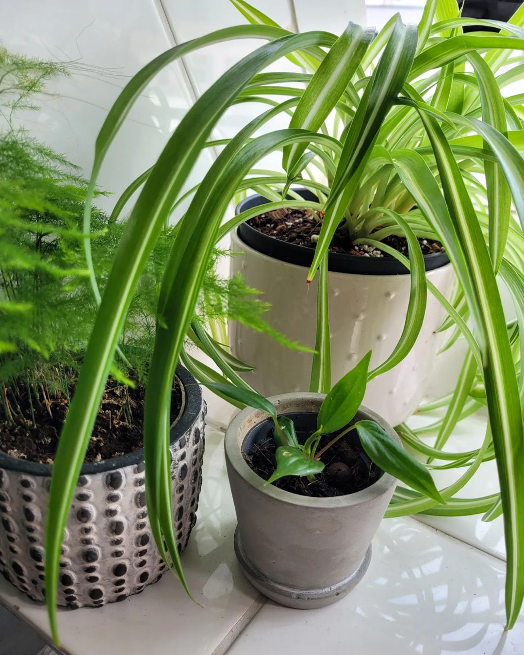 Top 5 FAQ And Answers For Plants In Your Bathroom