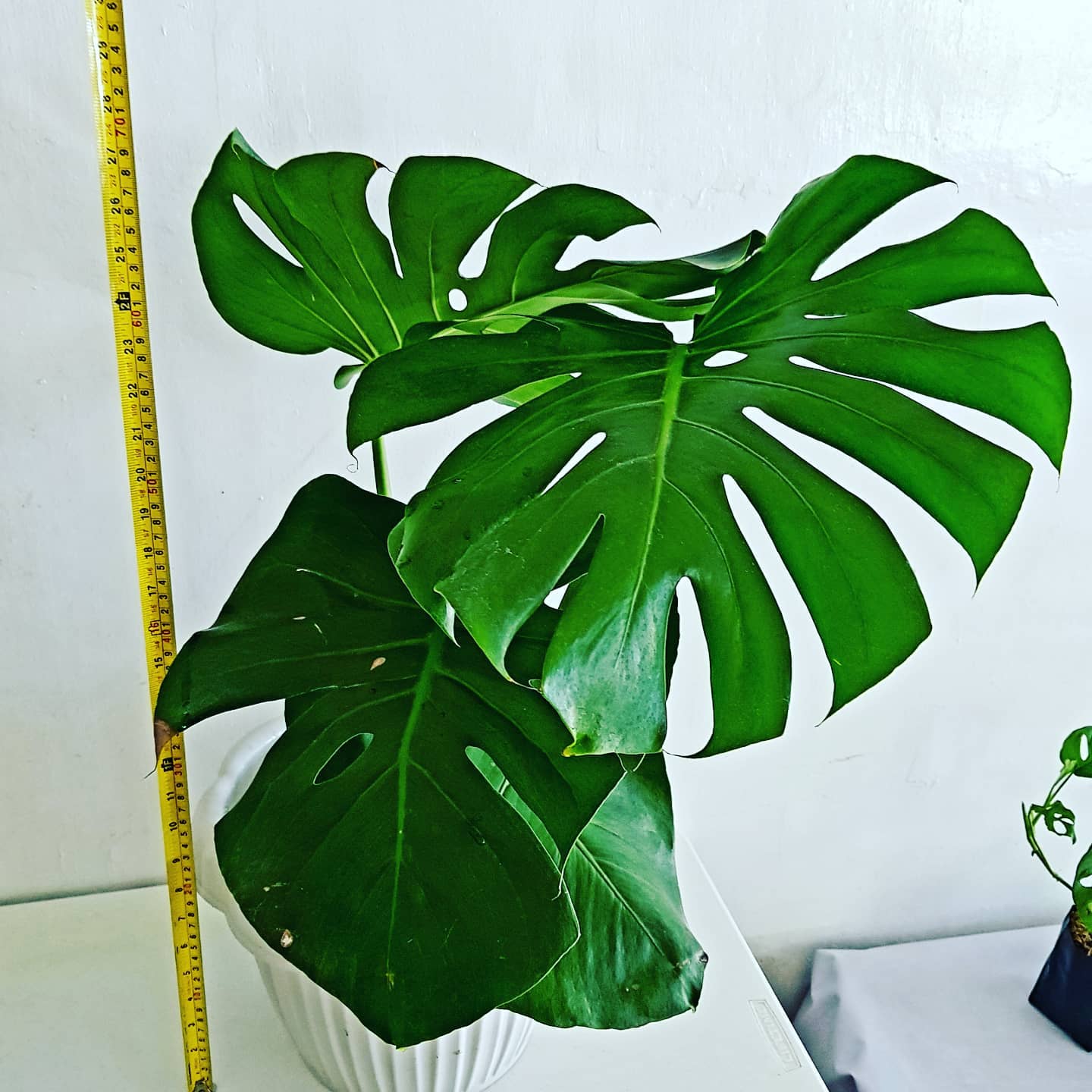 Top 20 Most Popular Types Of Monstera Pictorial Guide