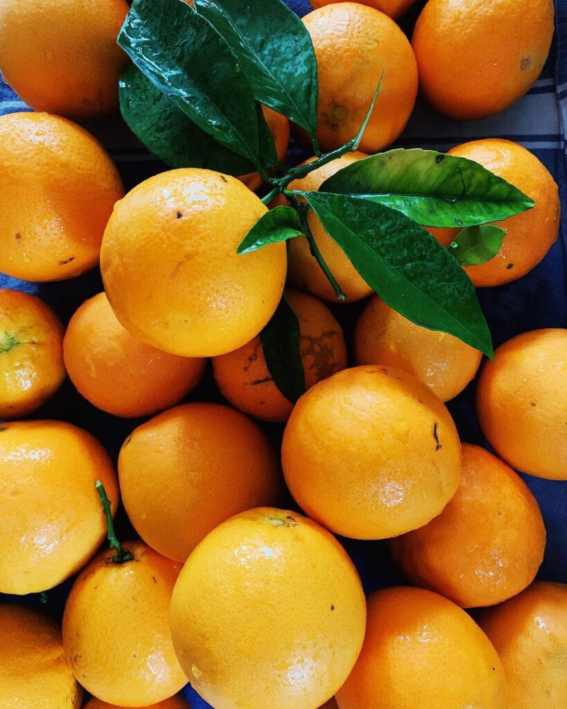 Top 20 Most Popular Types Of Citrus Pictorial Guide