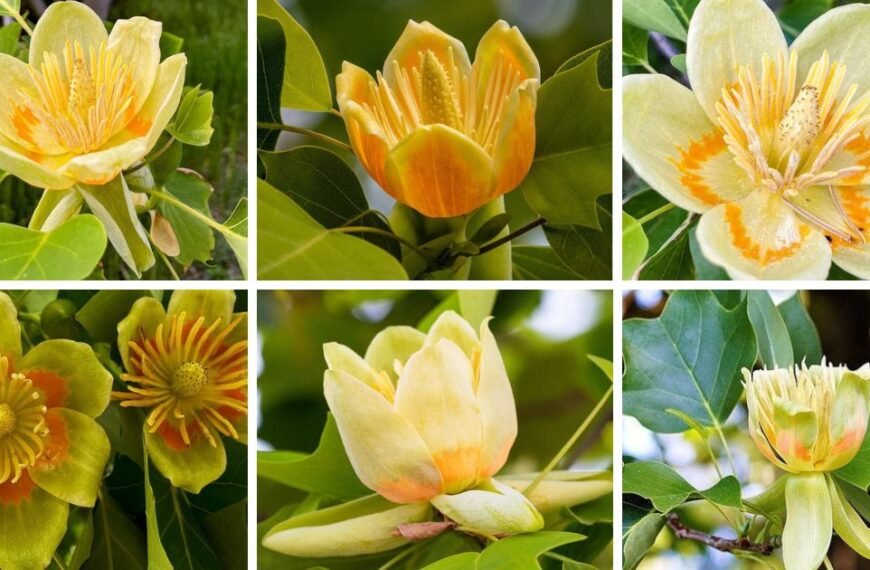 2 Types Of Liriodendron Pictorial Guide