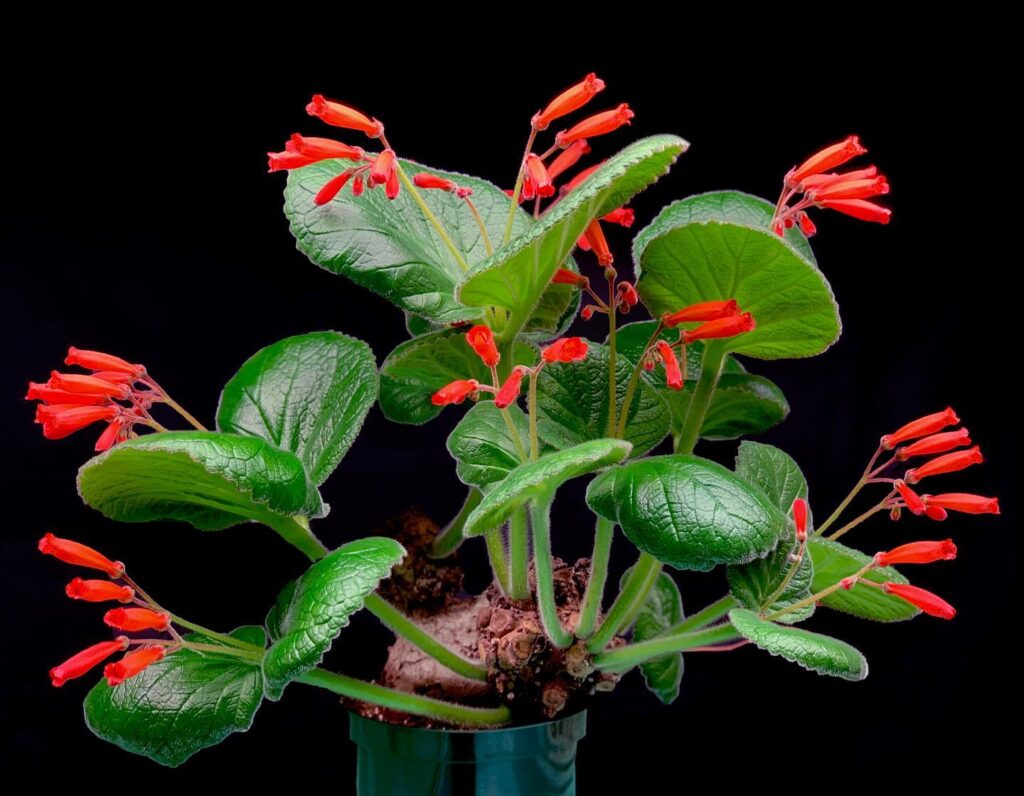 Ready For A Home Makeover? These 10 Flowering Houseplants Will Do the Trick!