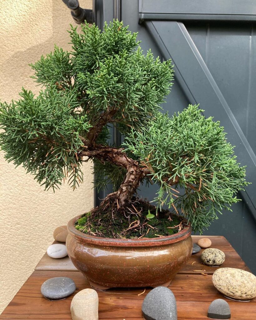 Top 30 Most Popular Types Of Juniperus Pictorial Guide