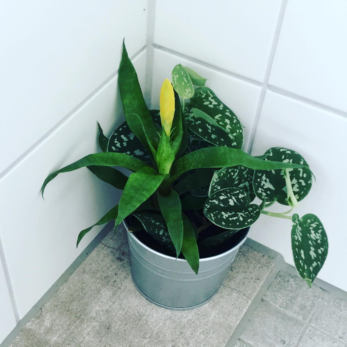 Top 5 FAQ And Answers For Plants In Your Bathroom