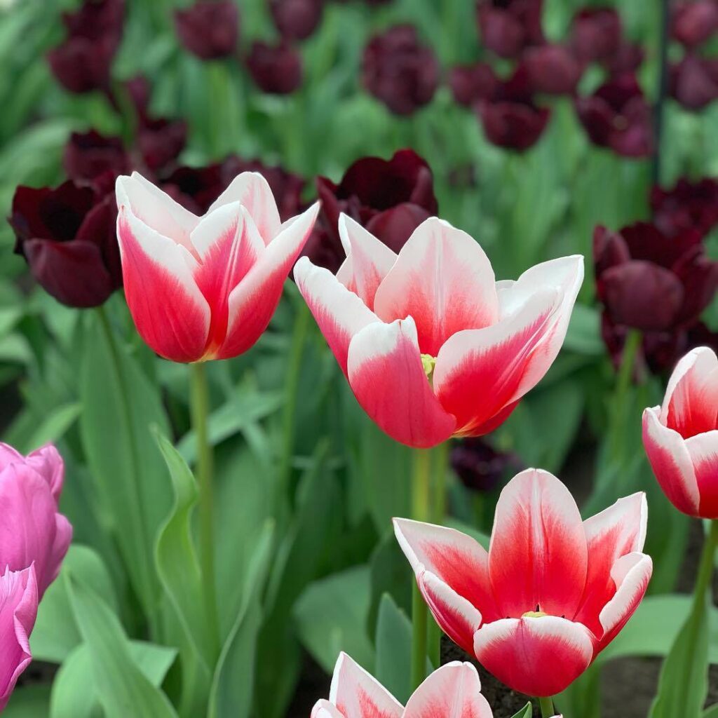 Top 5 FAQ And Answers For Tulipa