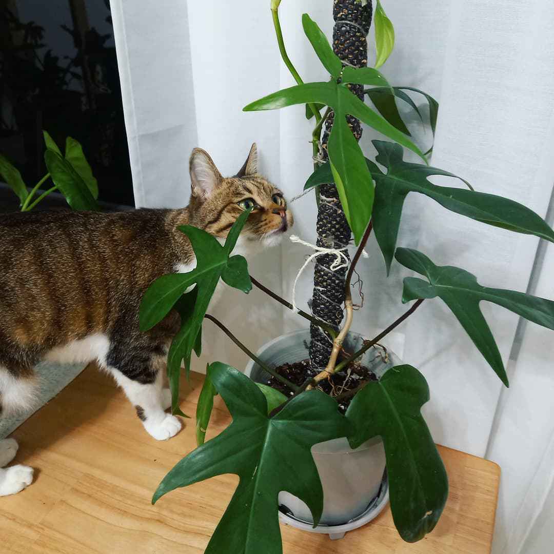 Myth #2: All Indoor Plants Are Toxic To Pets And Children