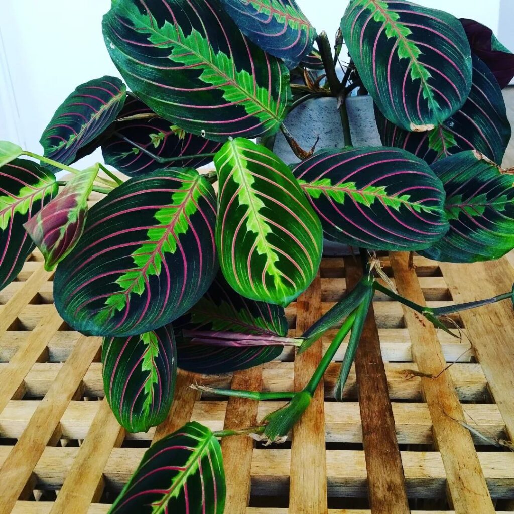 How To Grow And Care For Maranta