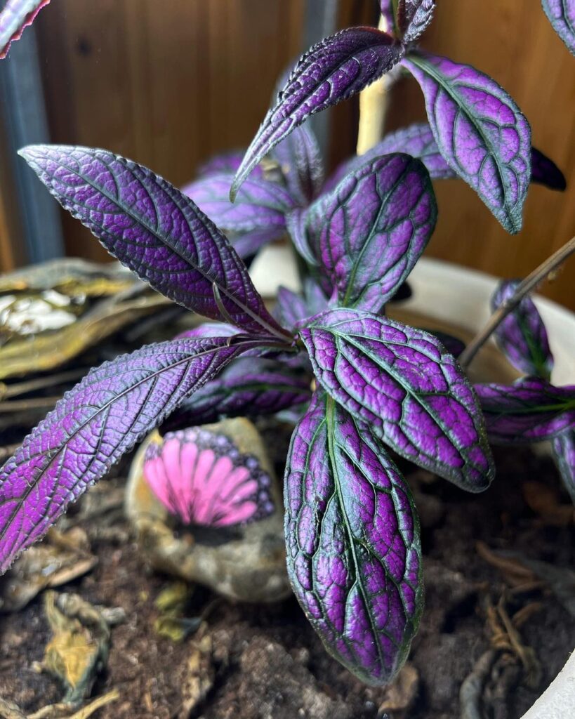 Top 10 Purple Houseplants For Your Beautiful Home