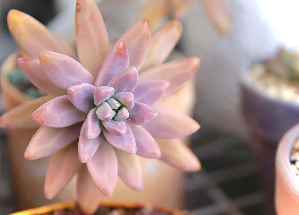 5 Expert Tips On How To Care For Your Succulent Plants