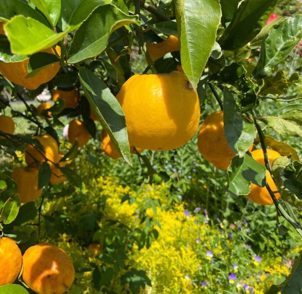 How To Grow And Care For Citrus