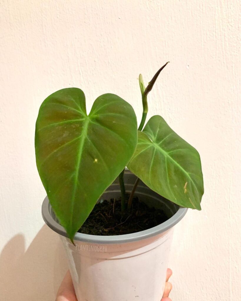 How To Grow And Care For Philodendron