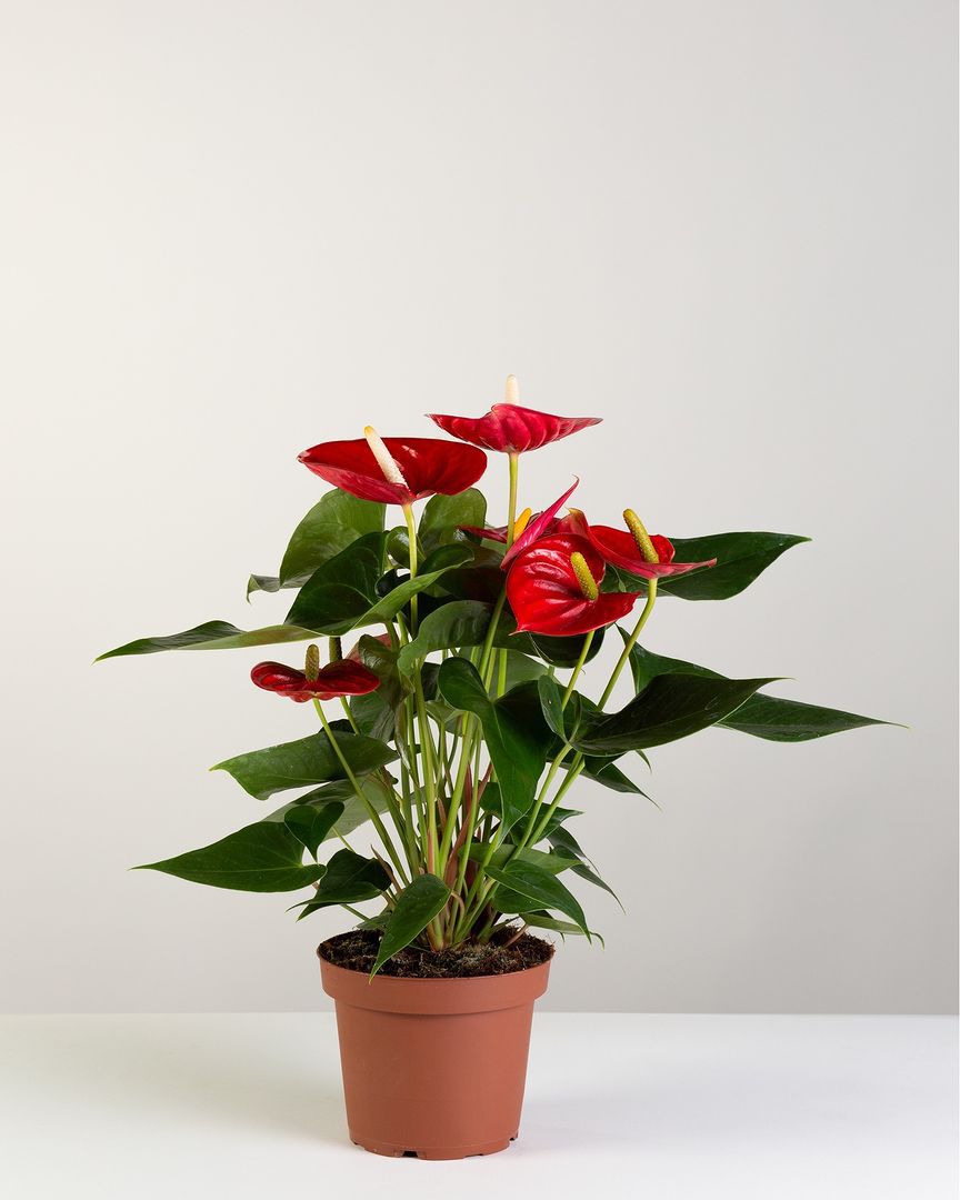 Caring For Red Houseplants