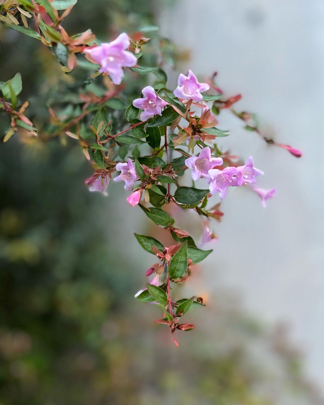 How To Grow And Care For Abelia