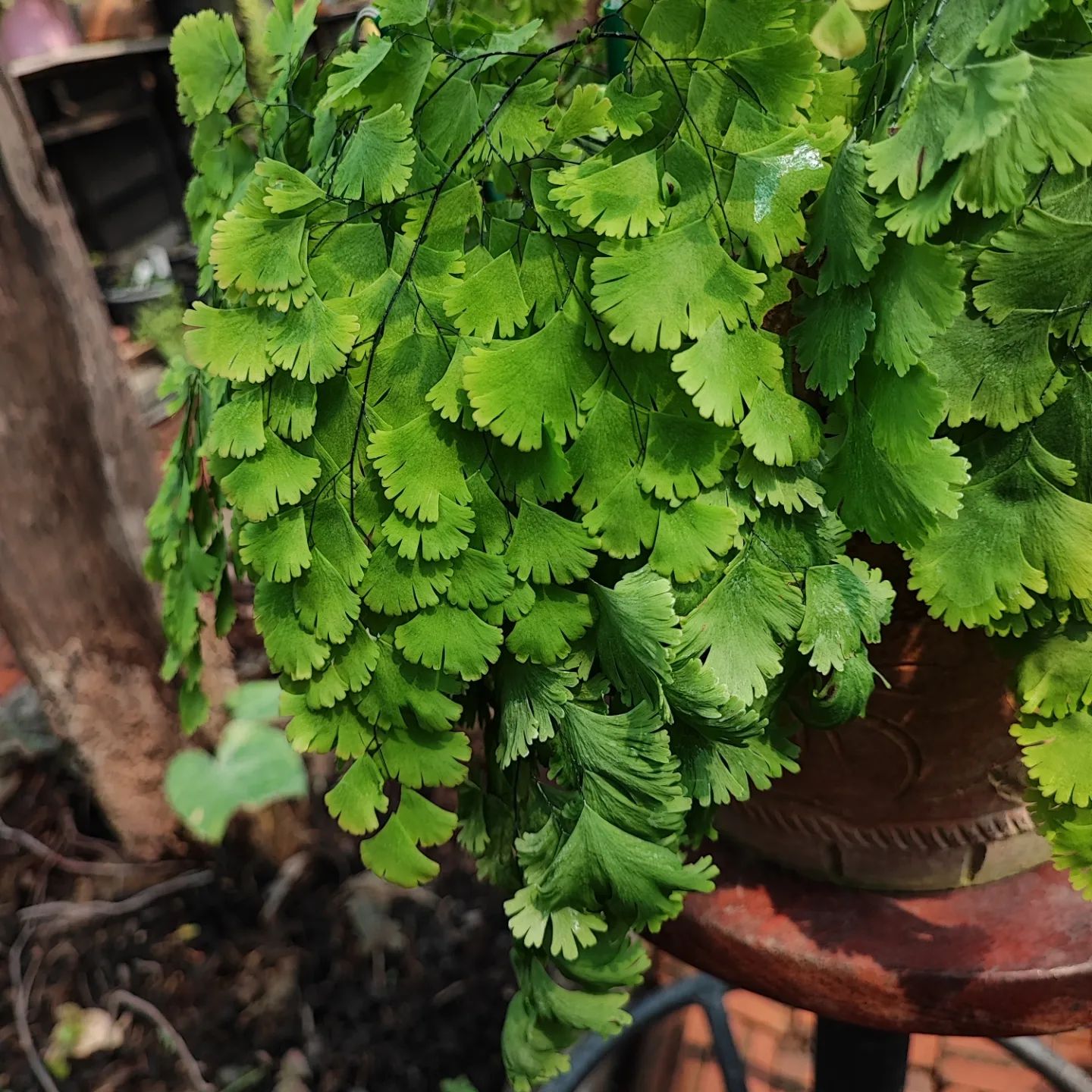 How To Grow And Care For Adiantum Fern