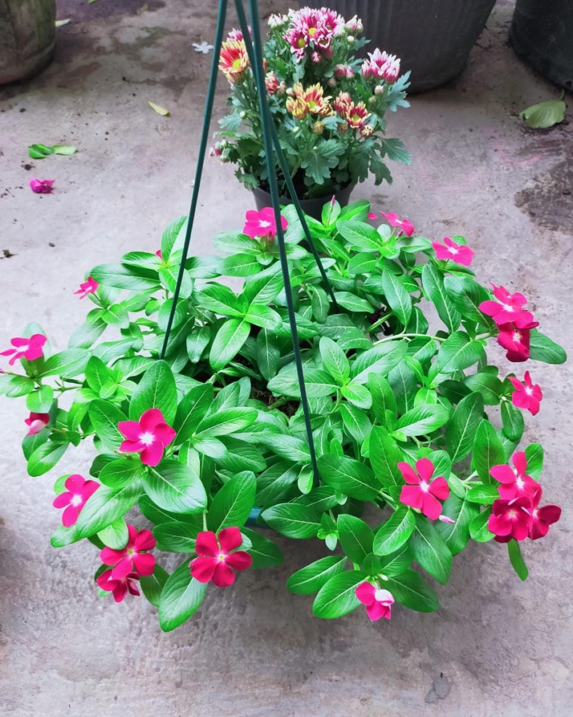 Top 10 Interesting Facts About Vinca