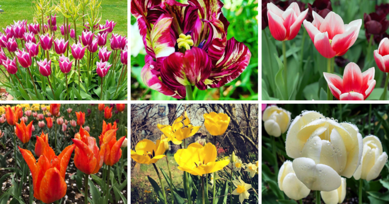 40 Types Of Popular Tulipa Pictorial Guide