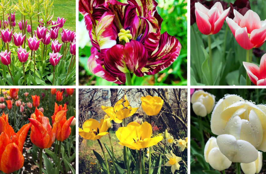 40 Types Of Popular Tulipa Pictorial Guide