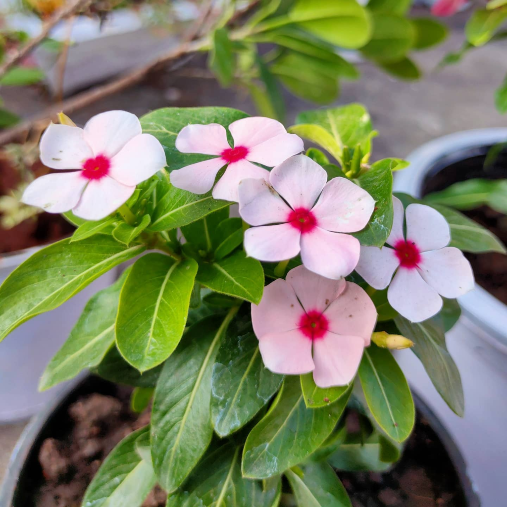 5 Types Of Vinca Pictorial Guide