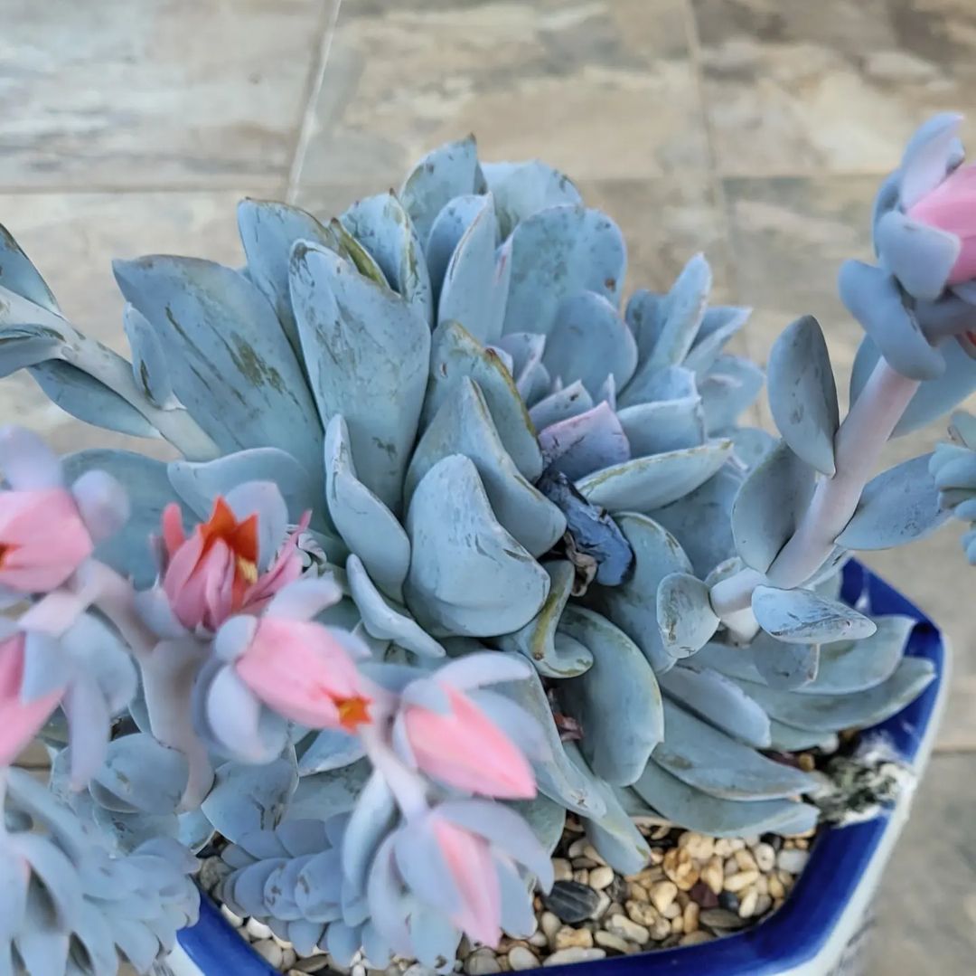 Top 10 Interesting Facts About Blue Houseplants