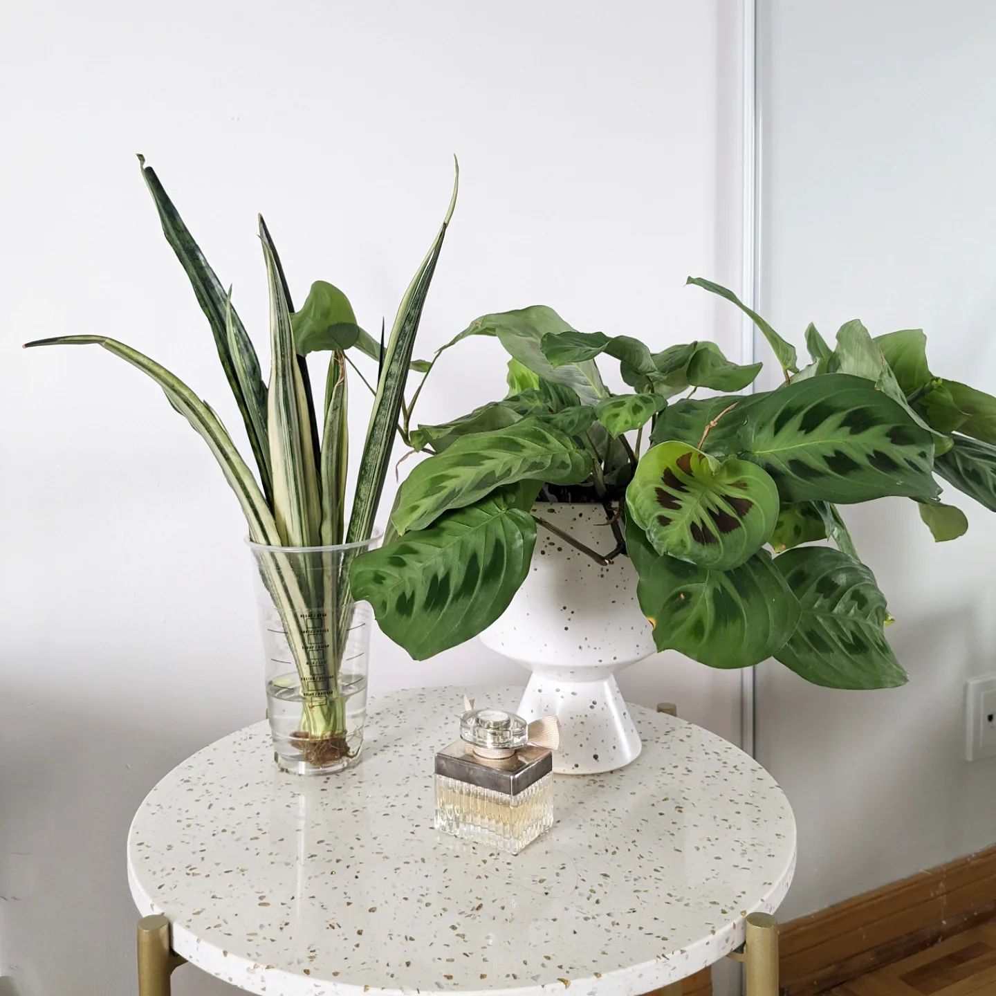 How To Grow And Care For Sansevieria