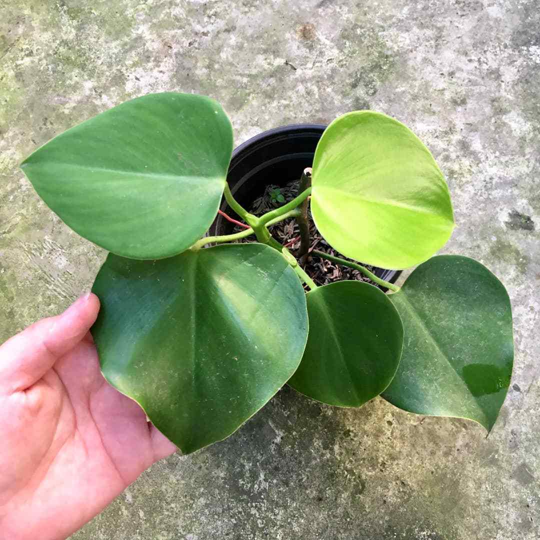 How To Grow And Care For Philodendron