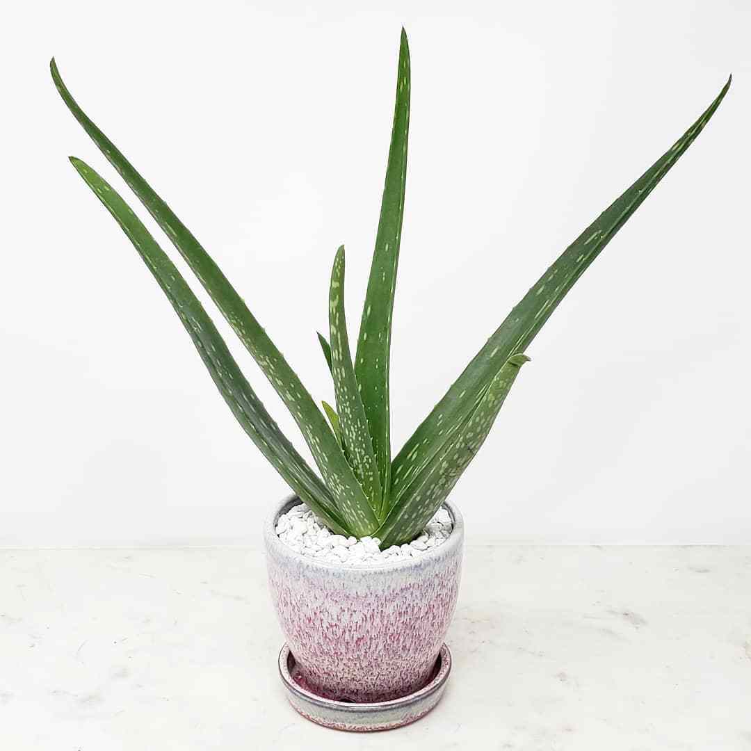 How To Grow And Care For Aloe