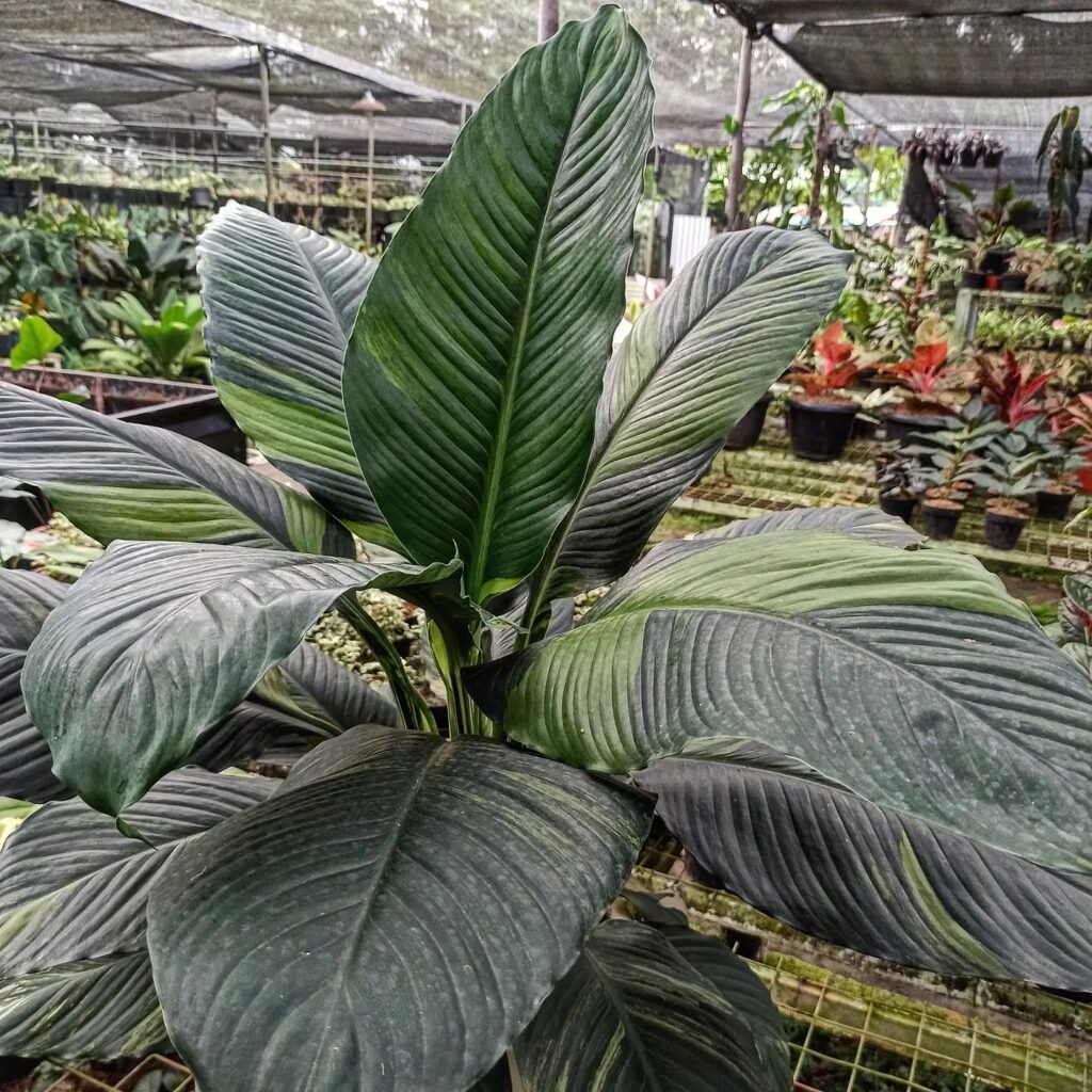 How To Grow And Care For Spathiphyllum