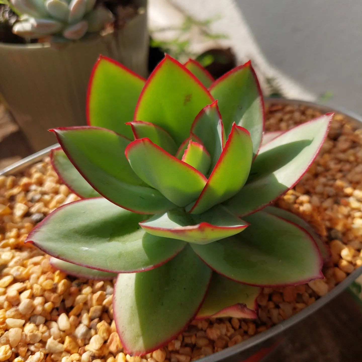 How To Grow And Care For Echeveria