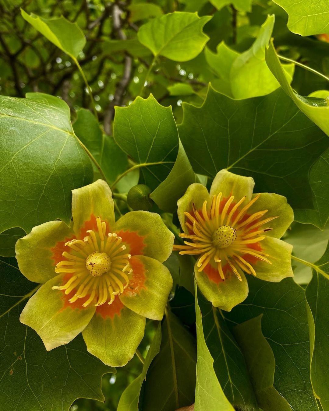 How To Grow And Care For Liriodendron