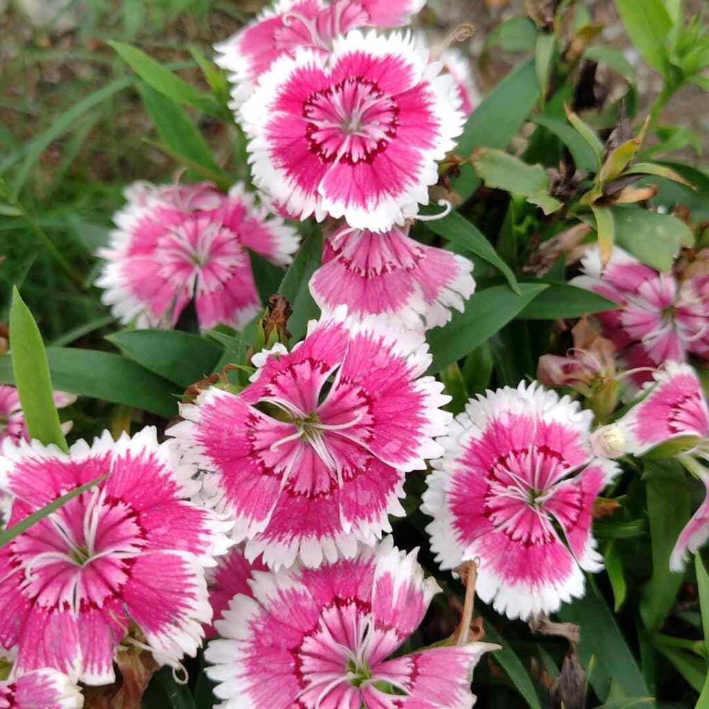Top 30 Most Popular Types Of Dianthus Pictorial Guide