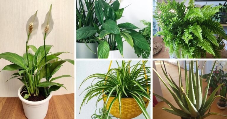 5 Best Plants For Your Bathroom That Will Love The Moisture