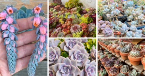 5 Expert Tips On How To Care For Your Succulent Plants