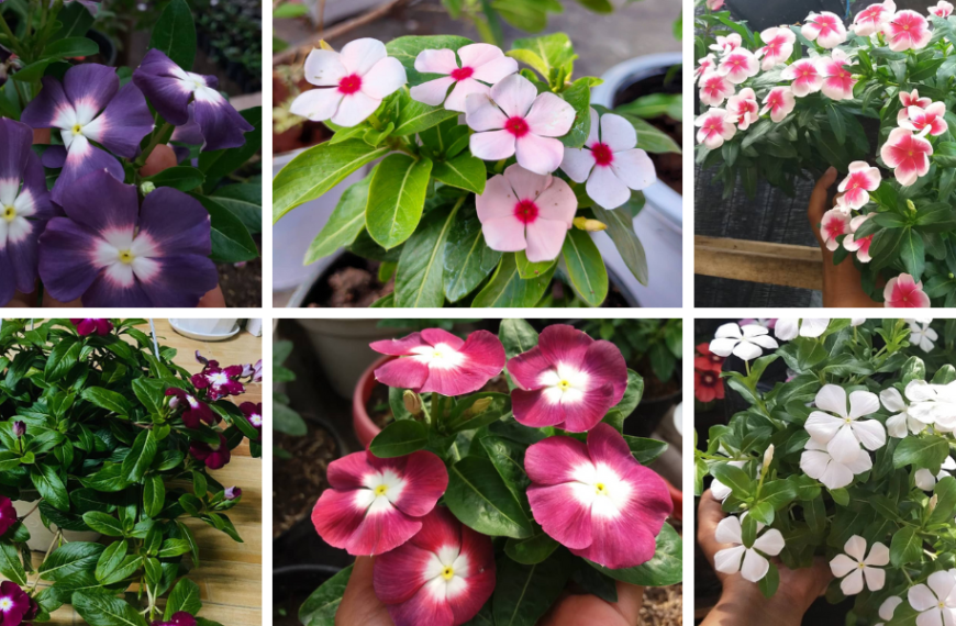 5 Types of Vinca Pictorial Guide